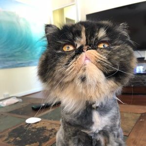 Meet your Posher, Maile